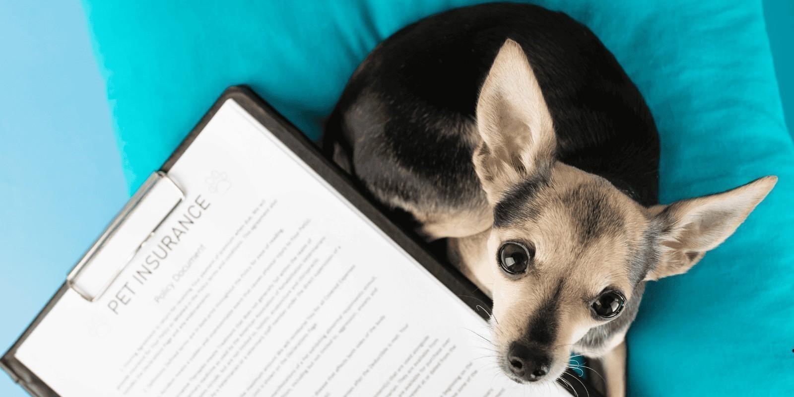 ¿Cuánto cuesta un seguro para mascotas en Jacksonville FL? Precios reales y ejemplos