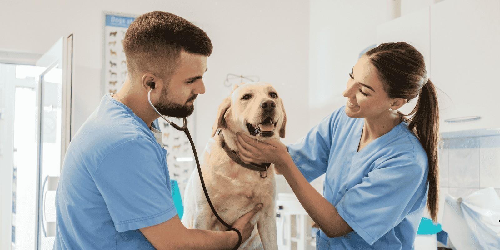 ¿Necesito seguro para mi mascota en Jacksonville? No es obligatorio, pero sí recomendable