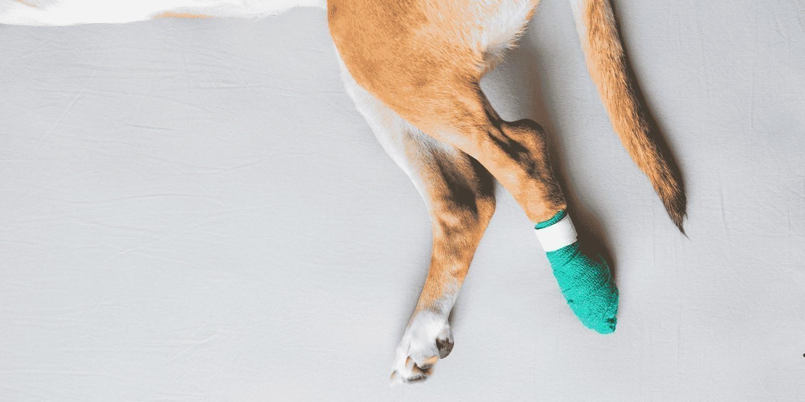 Qué cubre tu seguro de mascotas en Florida: Accidentes, enfermedades, bienestar y más