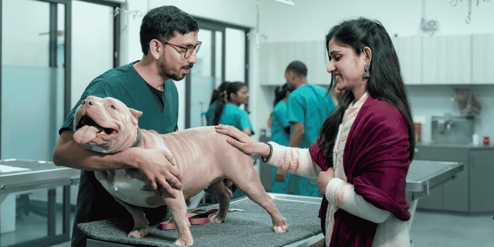 Exclusiones comunes en seguros para mascotas: Lo que no cubre tu póliza